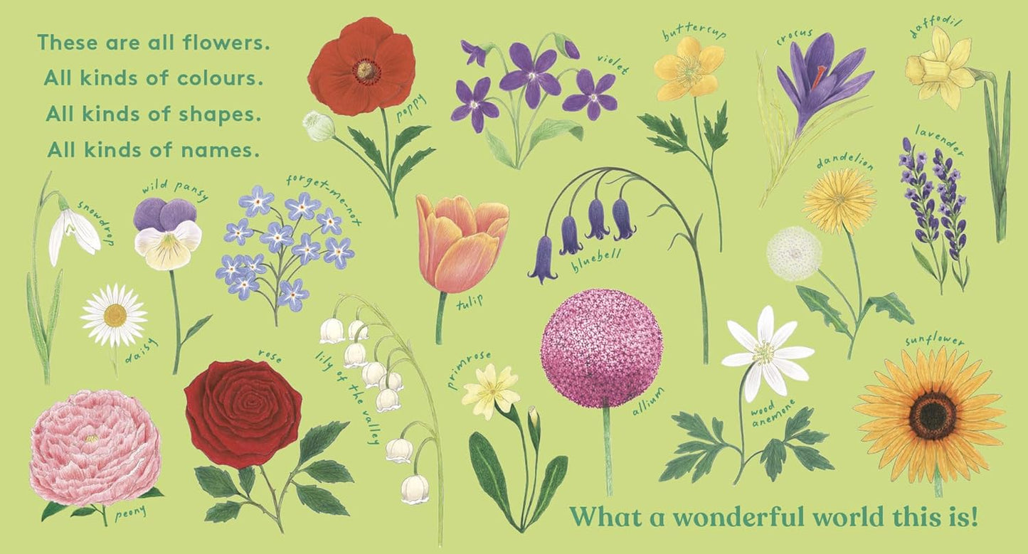 Look! A Flower! - Board Book
