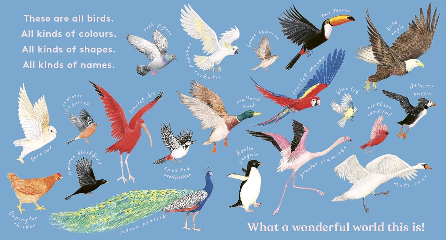 Look! A Bird! - Board Book