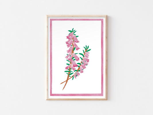 Australian Wild Flower Print - Heath