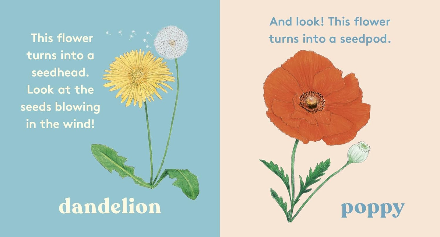 Look! A Flower! - Board Book