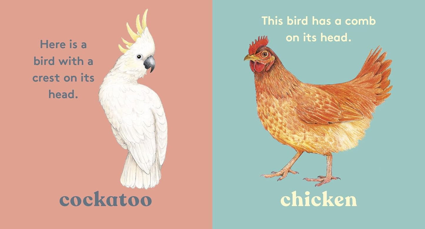 Look! A Bird! - Board Book