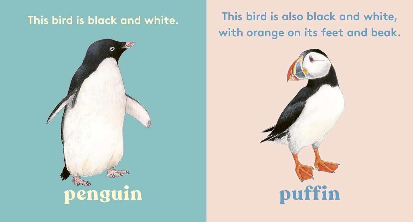 Look! A Bird! - Board Book