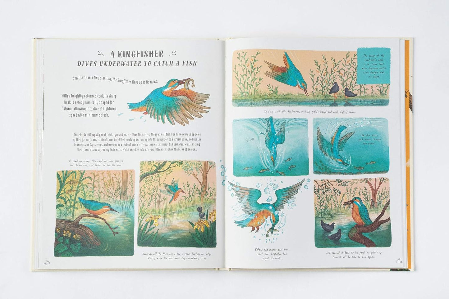 Slow Down: 50 Nature Stories