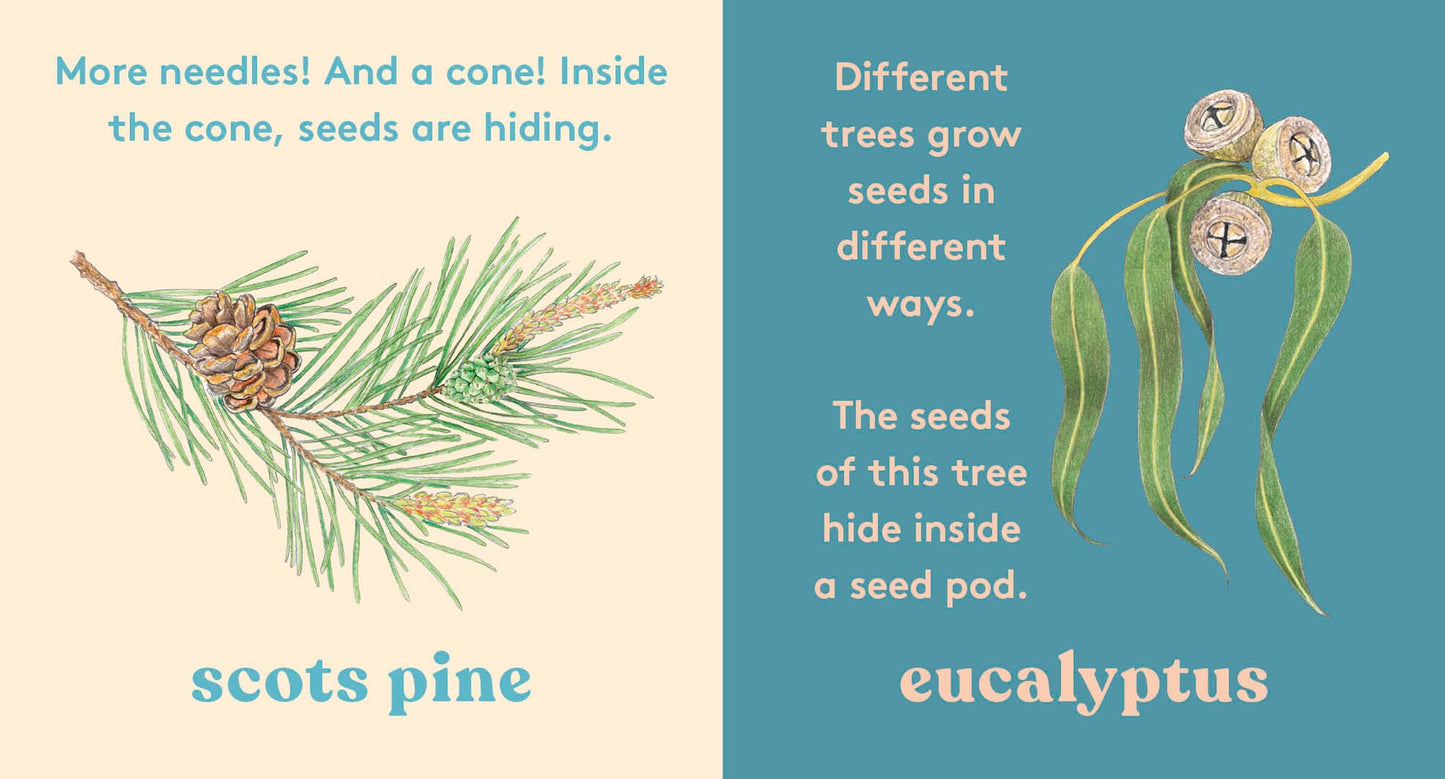 Look! A Tree! - Board Book