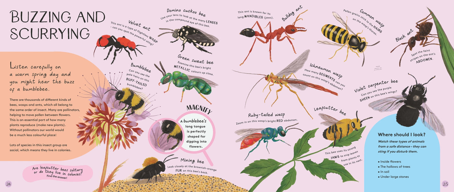 Minibeasts: Under the Magnifying Glass