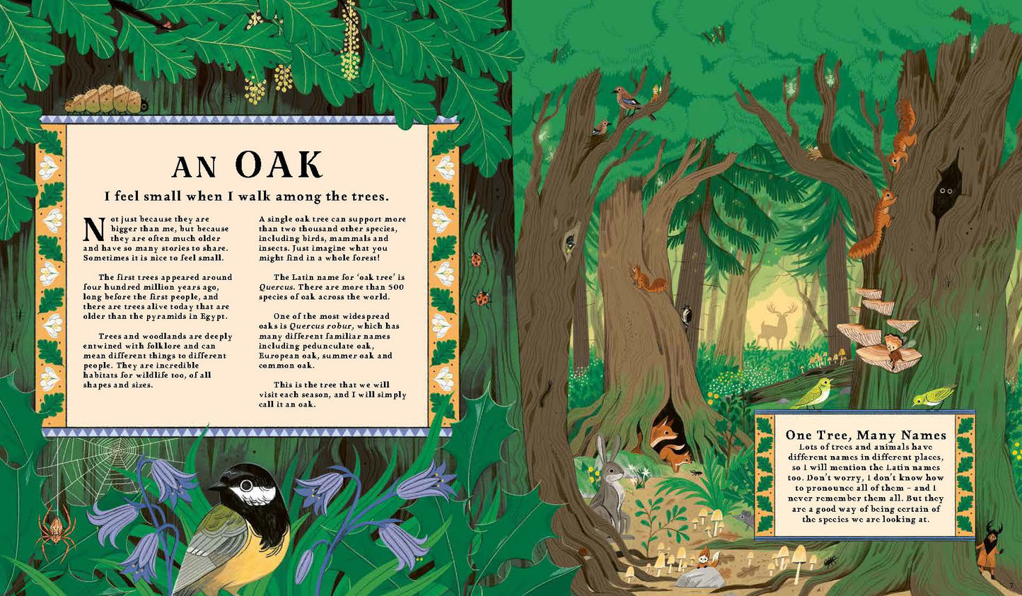Woodlore: Seasons and stories of the forest