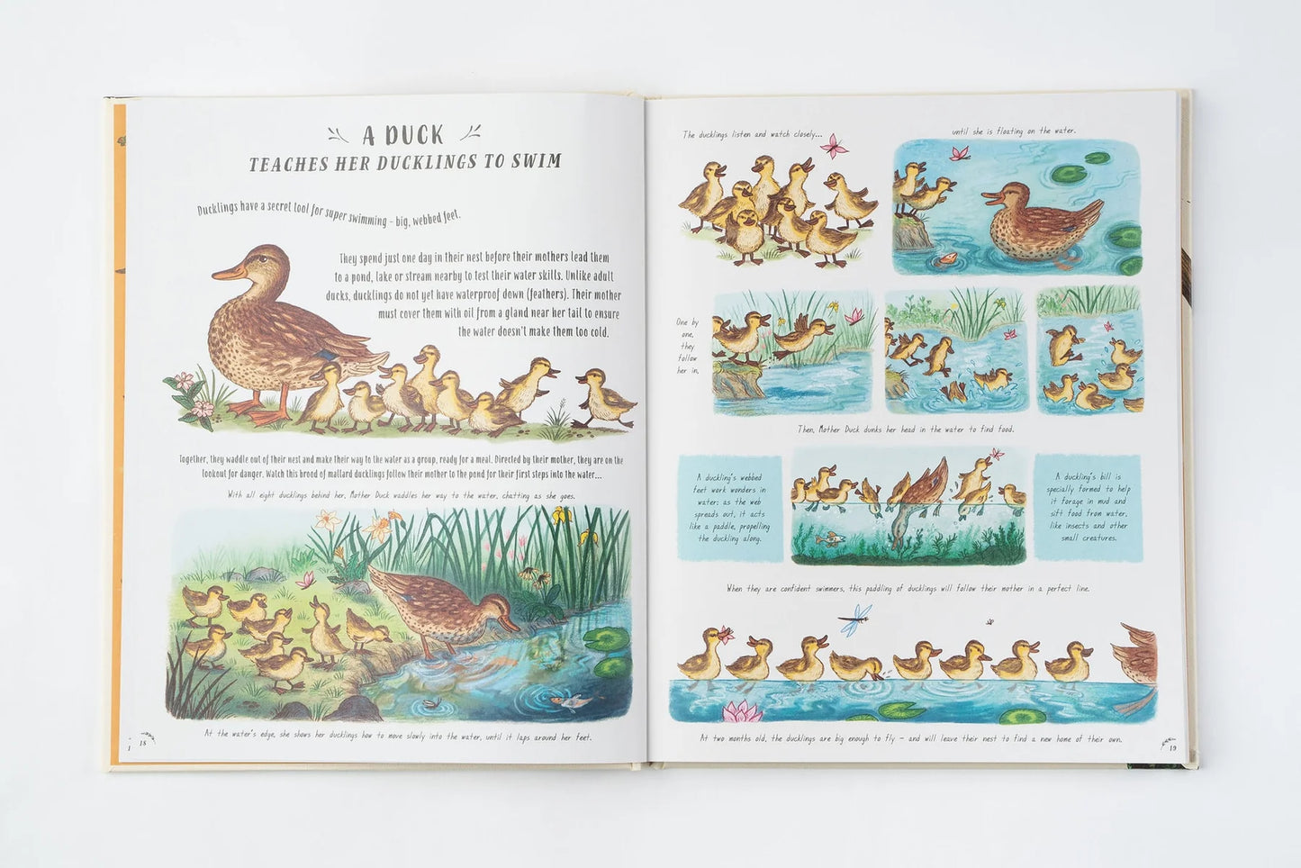 Slow Down: 50 Nature Stories
